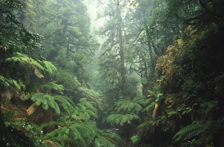 Tarkine rainforest